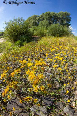 Inula britannica (Wiesen-Alant), 17.8.2016