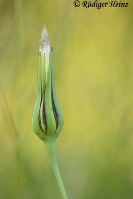 Tragopogon pratensis (Wiesen-Bocksbart)