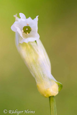 Allium paradoxum (Wunder-Lauch), 5.4.2020