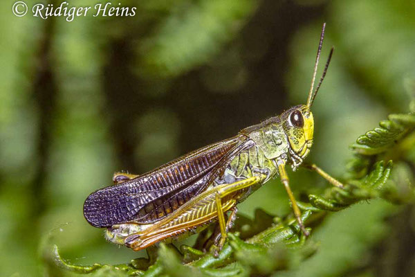 Stauroderus scalaris (Gebirgsgrashüpfer) Männchen, 20.7.1988 (Scan vom Dia)