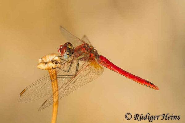 Sympetrum fonscolombii (Frühe Heidelibelle) Männchen, 28.10.2015