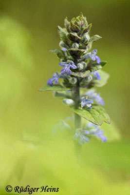 Ajuga reptans (Kriechender Günsel), 22.5.2021