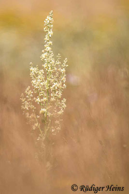 Verbascum lychnitis (Mehlige Königskerze), 14.7.2021 - Telezoom 150-600mm f/5-6,3