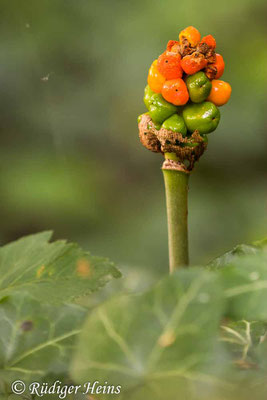 Arum maculatum (Gefleckter Aronstab), 13.7.2020