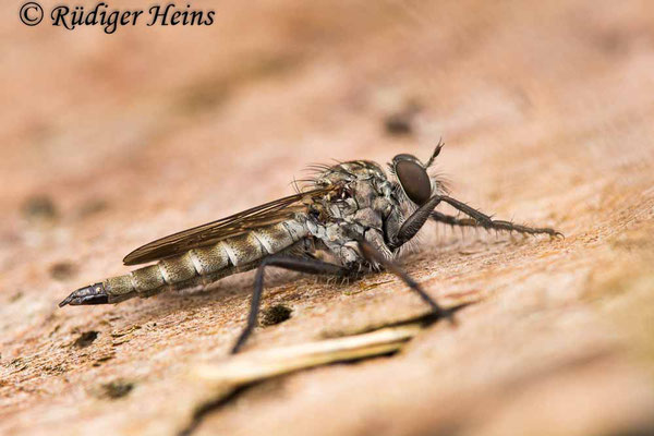 Tolmerus pyragra (Kleine Raubfliege) Weibchen, 29.8.2020