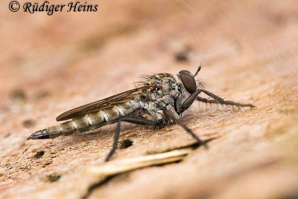 Tolmerus pyragra (Kleine Raubfliege) Weibchen