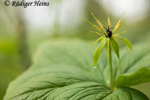 Paris quadrifolia (Vierblättrige Einbeere), 16.5.2021