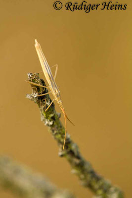 Chorosoma schillingii (Grasgespenst), 31.7.2018