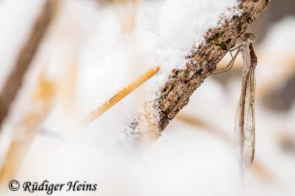 Bodennah überwinterndes Weibchen ist teilweise eingeschneit, 4.1.2025 - Makroobjektiv 180mm f/3.5