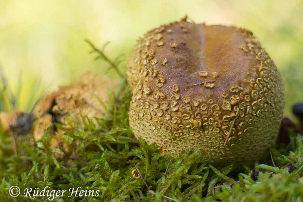 Gemeiner Kartoffelbovist (Scleroderma citrinum), 17.10.2023 - Telefogar 90mm f/3.5