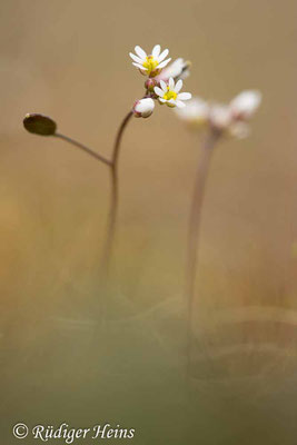 Draba verna (Frühlings-Hungerblümchen), 31.3.2025