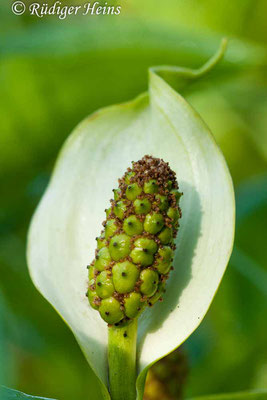 Calla palustris (Drachenwurz oder Sumpf-Calla), 12.6.2009