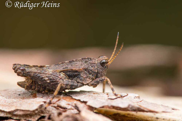 Tetrix undulata (Gemeine Dornschrecke) Männchen, 7.7.2020