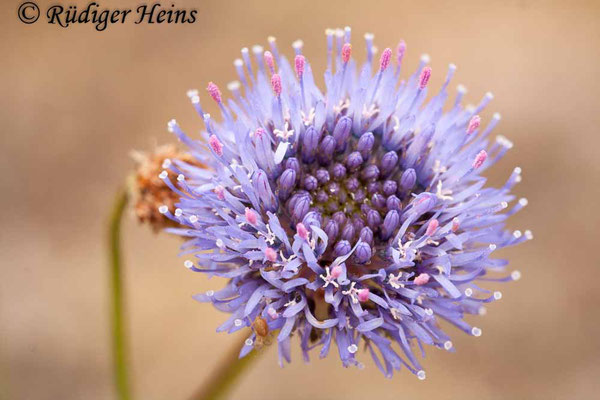 Jasione montana (Berg-Sandglöckchen), 3.6.2012