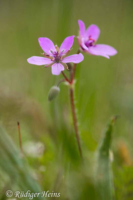 Erodium cicutarium (Gewöhnlicher Reiherschnabel), 7.5.2023