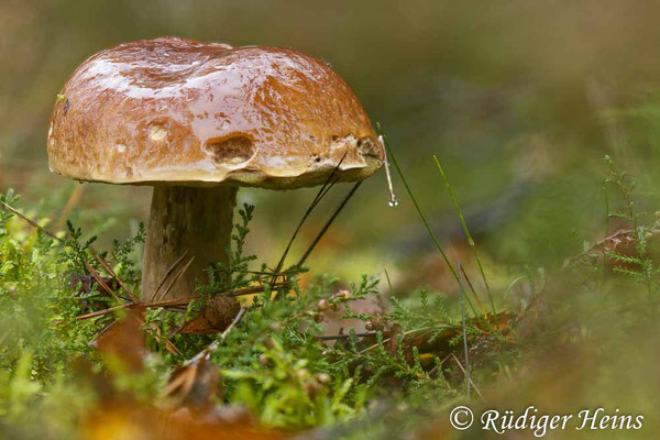 Steinpilz (Boletus edulis), 28.10.2023, Stack aus 20 Einzelaufnahmen - Makroobjektiv 100mm f/2.8