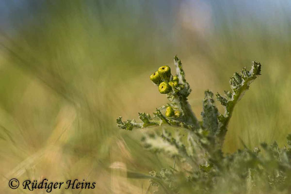 Senecio vernalis (Frühlings-Greiskraut)