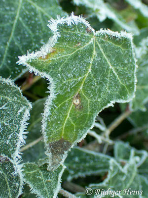 Hedera helix (Gemeiner Efeu), 19.1.2025