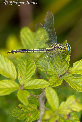 Gomphus simillimus (Gelbe Keiljungfer) Weibchen, 22.6.2017