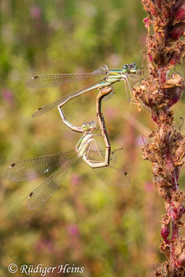 Lestes barbarus (Südliche Binsenjungfer) Paarung, 21.8.2021 - Olympus Tough TG-5