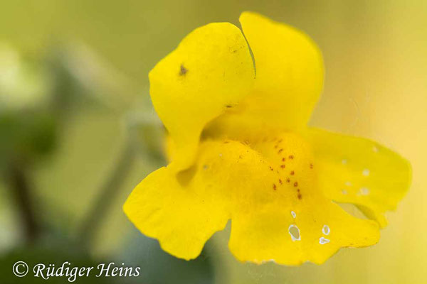 Mimulus guttatus (Gelbe Gauklerblume), 7.6.2024