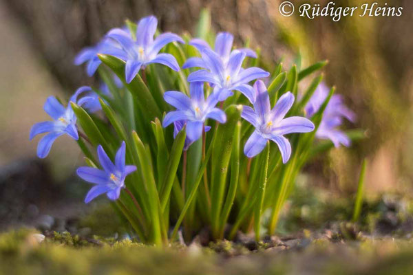 Chionodoxa luciliae (Gewöhnliche Sternhyazinthe), 27.3.2020
