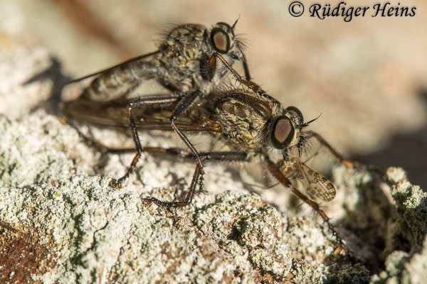 Tolmerus atricapillus (Gemeine Raubfliege) Paarung, 21.8.2025