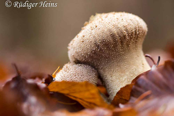 Lycoperdon perlatum (Flaschen-Stäubling), 20.11.2020