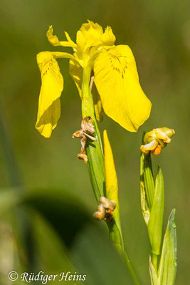 Iris pseudacorus (Sumpf-Schwertlilie), 19.6.2025