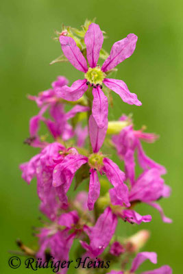Lythrum salicaria (Gewöhnlicher Blutweiderich), 19.8.2015