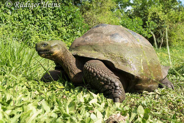 Chelonoidis porteri (Santa-Cruz-Riesenschildkröte), 15.2.2020