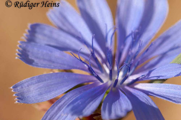 Cichorium intybus (Gemeine Wegwarte), 12.8.2018