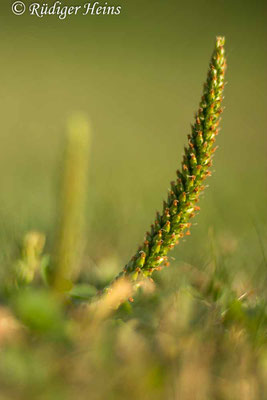 Plantago major (Breitwegerich), 7.9.2024