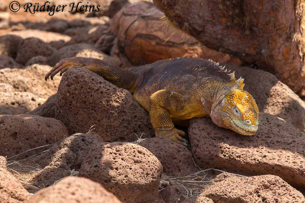 Conolophus subcristatus (Drusenkopf), 16.2.2020