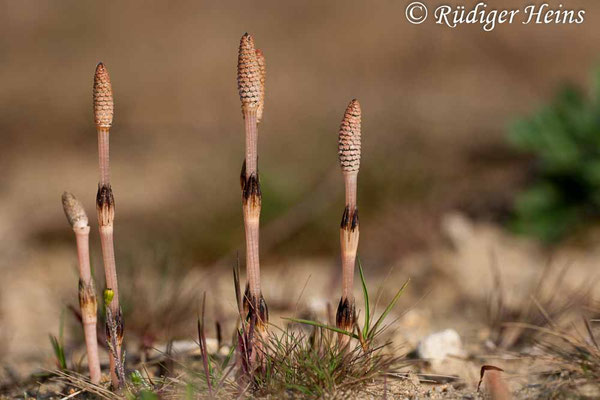 Equisetum arvense (Acker-Schachtelhalm), 27.4.2008