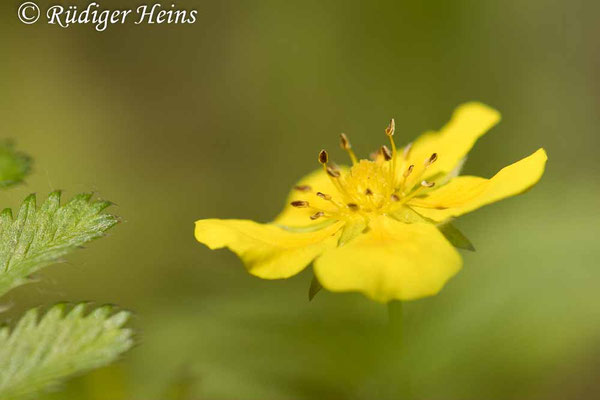 Potentilla reptans (Kriechendes Fingerkraut)
