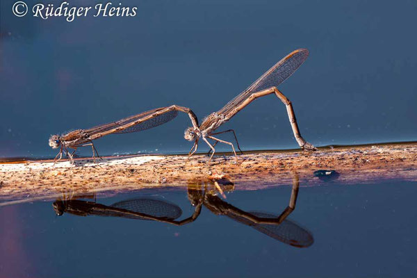 Sympecma fusca (Gemeine Winterlibelle) Tandem bei Eiablage, 23.4.2020