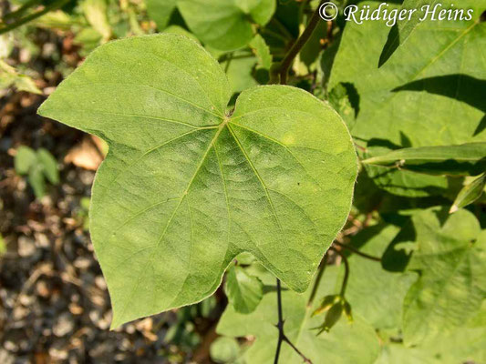 Purpur-Prunkwinde (Ipomoea purpurea), 10.7.2022 - Olympus Tough TG-5