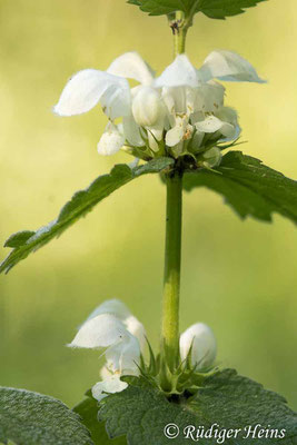 Lamium album (Weiße Taubnessel), 31.5.2021