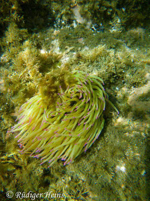 Anemonia sulcata (Wachsrose)