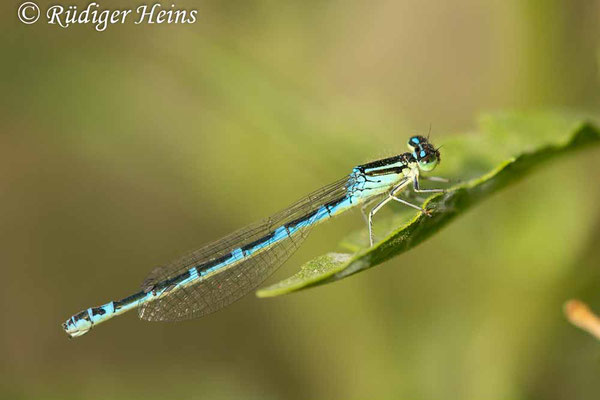 Coenagrion scitulum (Gabel-Azurjungfer) Weibchen, 21.5.2024