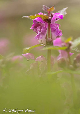 Lamium maculatum (Gefleckte Taubnessel), 30.4.2022