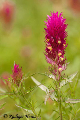 Melampyrum cristatum (Kamm-Wachtelweizen), 16.6.2012