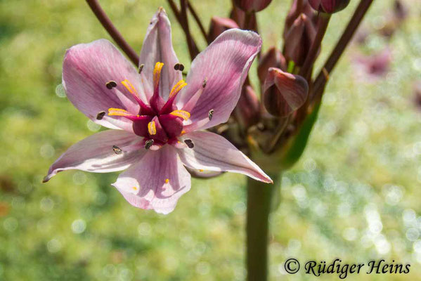 Schwanenblume (Butomus umbellatus), 18.6.2023 - Olympus Tough TG-5