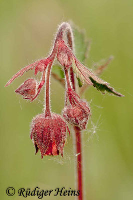 Geum rivale (Bach-Nelkenwurz)