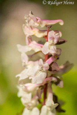 Corydalis cava (Hohler Lerchensporn), 3.4.2023