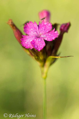 Dianthus carthusianorum (Kartäusernelke), 25.6.2024