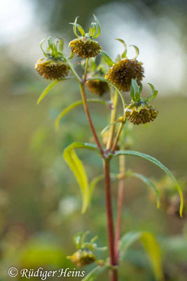 Bidens cernua (Nickender Zweizahn)