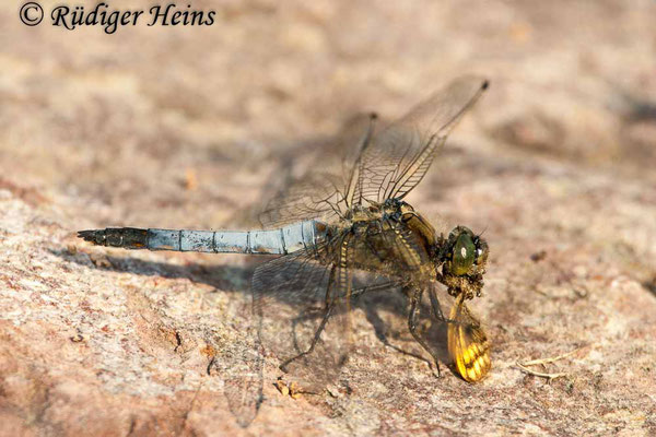 Orthetrum cancellatum (Großer Blaupfeil) Männchen, 24.6.2010