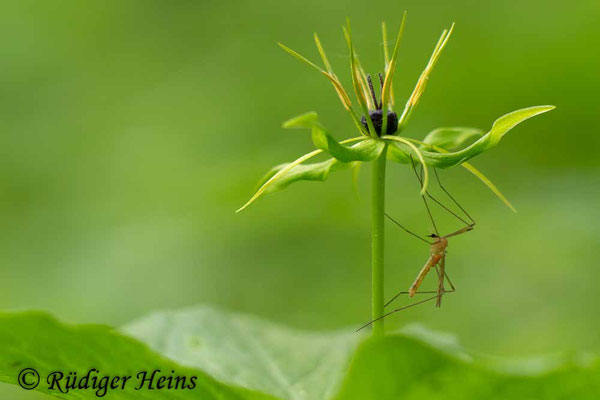 Paris quadrifolia (Vierblättrige Einbeere)